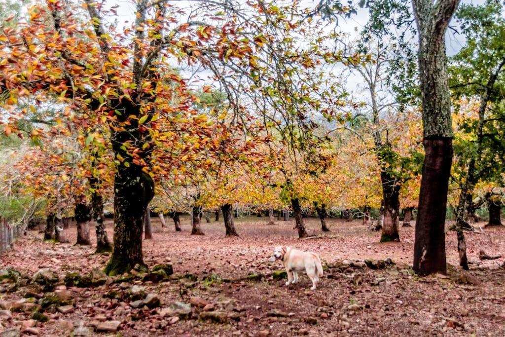Casa Rural Alicia Кортегана Экстерьер фото