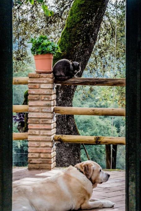 Casa Rural Alicia Кортегана Экстерьер фото